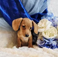 Beans, a male Miniature Dachshund for sale in Belgrade, MN – Photo 3 of 9