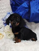 Montie, a male Miniature Dachshund for sale in Belgrade, MN – Photo 4 of 10