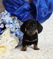 Montie, a male Miniature Dachshund for sale in Belgrade, MN – Photo 10 of 10