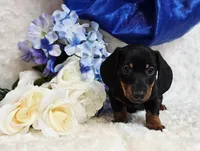 Montie, a male Miniature Dachshund for sale in Belgrade, MN – Photo 3 of 10