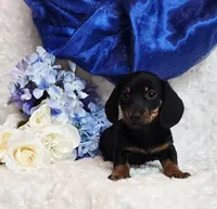 Montie, a male Miniature Dachshund for sale in Belgrade, MN – Photo 7 of 10