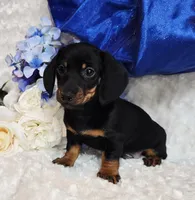 Montie, a male Miniature Dachshund for sale in Belgrade, MN – Photo 6 of 10