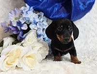 Montie, a male Miniature Dachshund for sale in Belgrade, MN – Photo 1 of 10