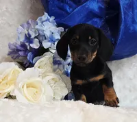 Montie, a male Miniature Dachshund for sale in Belgrade, MN – Photo 2 of 10