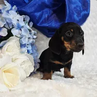 Montie, a male Miniature Dachshund for sale in Belgrade, MN – Photo 5 of 10