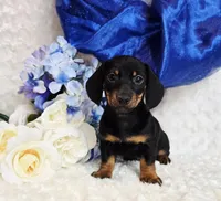 Montie, a male Miniature Dachshund for sale in Belgrade, MN – Photo 9 of 10