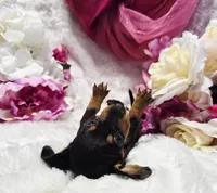 Squeeze, a male Miniature Dachshund for sale in Belgrade, MN – 5 of 10