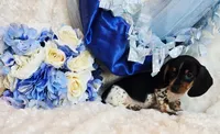 Rabbit, a male Miniature Dachshund for sale in Belgrade, MN – 9 of 10