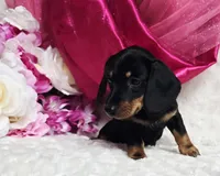 Sally, a female Miniature Dachshund for sale in Belgrade, MN – 7 of 10