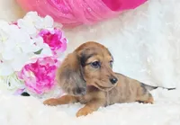 Red Reena , a female Miniature Dachshund for sale in Belgrade, MN – 6 of 10