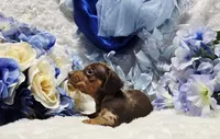 Cudda, a male Miniature Dachshund for sale in Belgrade, MN – 9 of 9