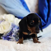 Nash, a male Miniature Dachshund for sale in Belgrade, MN – Photo 8 of 9