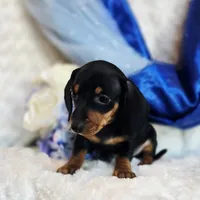 Nash, a male Miniature Dachshund for sale in Belgrade, MN – Photo 7 of 9