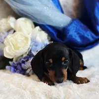 Nash, a male Miniature Dachshund for sale in Belgrade, MN – Photo 4 of 9