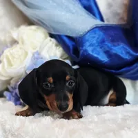 Nash, a male Miniature Dachshund for sale in Belgrade, MN – Photo 9 of 9