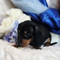 Nash, a male Miniature Dachshund for sale in Belgrade, MN – Photo 6 of 9