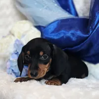 Nash, a male Miniature Dachshund for sale in Belgrade, MN – Photo 1 of 9