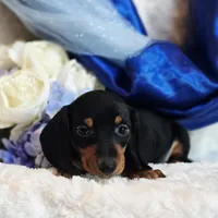 Nash, a male Miniature Dachshund for sale in Belgrade, MN – Photo 2 of 9