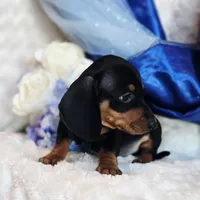 Nash, a male Miniature Dachshund for sale in Belgrade, MN – Photo 3 of 9