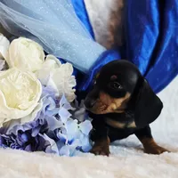 Nash, a male Miniature Dachshund for sale in Belgrade, MN – Photo 5 of 9