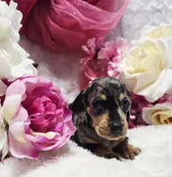 Madam, a female Miniature Dachshund for sale in Belgrade, MN – 3 of 10