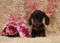 Kisses, a female Miniature Dachshund for sale in Belgrade, MN – 6 of 6