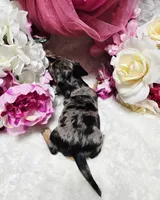 Madam, a female Miniature Dachshund for sale in Belgrade, MN – 2 of 10