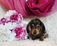 Lou, a female Miniature Dachshund for sale in Belgrade, MN – 2 of 7