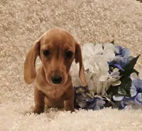 Oliver, a male Miniature Dachshund for sale in Belgrade, MN – 5 of 10