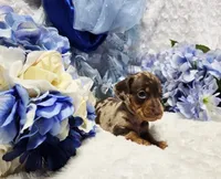 Cudda, a male Miniature Dachshund for sale in Belgrade, MN – 6 of 9