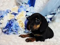 Doda , a male Miniature Dachshund for sale in Belgrade, MN – 4 of 9