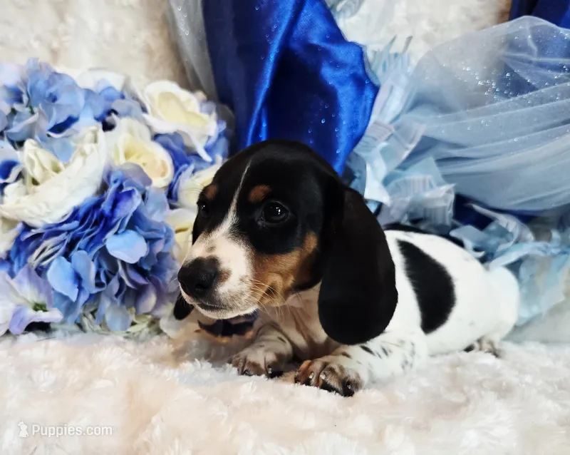 Goose, a male Miniature Dachshund for sale in Belgrade, MN – 1 of 8