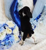 Rabbit, a male Miniature Dachshund for sale in Belgrade, MN – 10 of 10