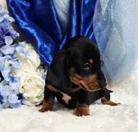 Hondo, a male Miniature Dachshund for sale in Belgrade, MN – 8 of 10