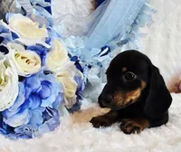 Doda , a male Miniature Dachshund for sale in Belgrade, MN – 8 of 9