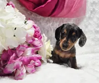 Sadie, a female Miniature Dachshund for sale in Belgrade, MN – 7 of 10