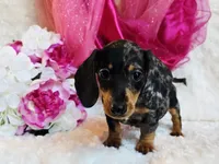 Wendy, a female Miniature Dachshund for sale in Belgrade, MN – 8 of 9