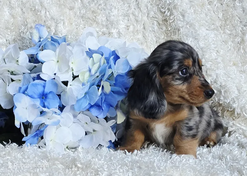 Bravvo – Miniature Dachshund puppy for sale in Belgrade, MN