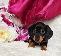 Darla, a female Miniature Dachshund for sale in Belgrade, MN – 3 of 10
