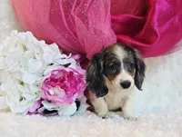 Jewels , a female Miniature Dachshund for sale in Belgrade, MN – 4 of 10