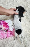 Sadie, a female Miniature Dachshund for sale in Belgrade, MN – 6 of 6
