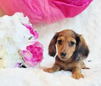 Red Reena , a female Miniature Dachshund for sale in Belgrade, MN – 4 of 10
