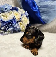 Q Ball, a male Miniature Dachshund for sale in Belgrade, MN – 5 of 9