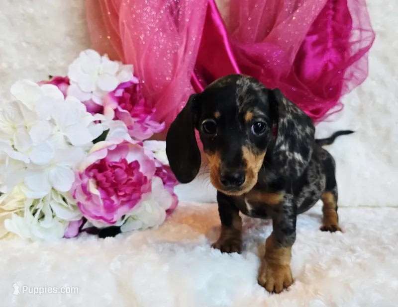 Wendy – Miniature Dachshund puppy for sale in Belgrade, MN