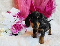 Wendy, a female Miniature Dachshund for sale in Belgrade, MN – 1 of 9