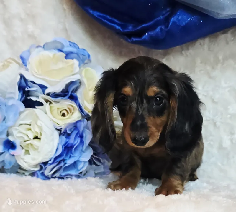 Scoutt – Miniature Dachshund puppy for sale in Belgrade, MN