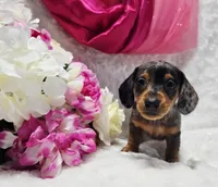 Sadie, a female Miniature Dachshund for sale in Belgrade, MN – 1 of 10