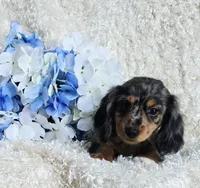 Bravvo, a male Miniature Dachshund for sale in Belgrade, MN – 5 of 7