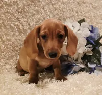 Oliver, a male Miniature Dachshund for sale in Belgrade, MN – 6 of 10