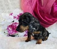 Wendy, a female Miniature Dachshund for sale in Belgrade, MN – 2 of 9